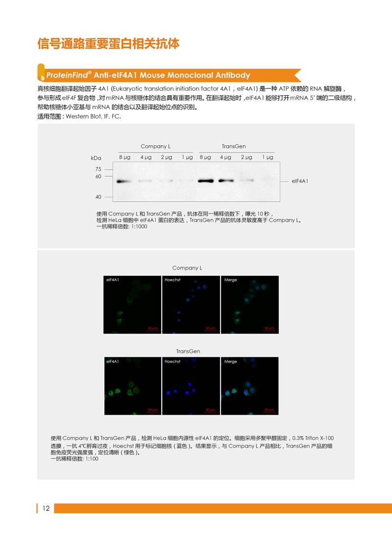 細(xì)胞生物學(xué)相關(guān)抗體新品上市 7.5折鉅惠