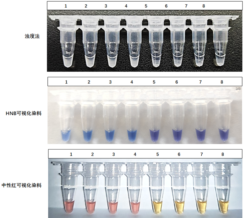 1-4：ASFV-p72基因質(zhì)粒；5-8：NTC
